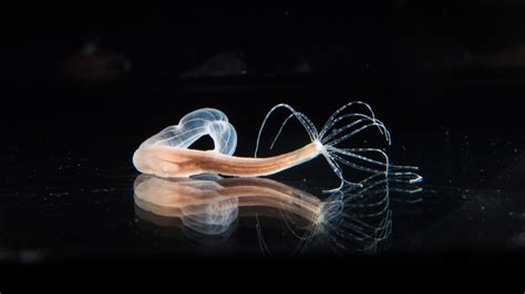 Here’s how sea anemones launch their venomous stingers | Science News ...