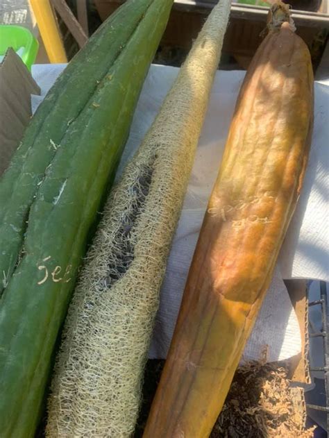 Luffa seeds 25 seeds | Etsy