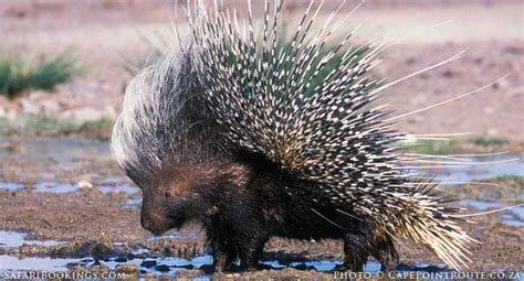 5 Fascinating Facts About Cape Porcupine – SafariBookings