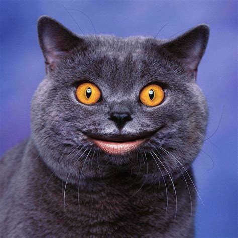 Smiling Cat | Done just for fun because I thought it looked … | Flickr