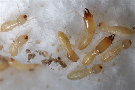 Eastern subterranean termite life cycle, unusual behaviors | Pest ...