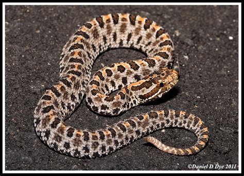 Dusky Pygmy Rattlesnake | Florida Backyard Snakes