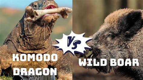 Witness the Power of Nature: Komodo Dragon's Venomous Bite Subdues Wild ...