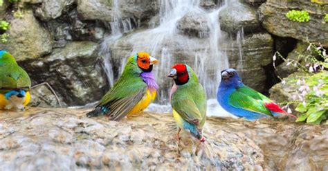 Gouldian Finch - A-Z Animals