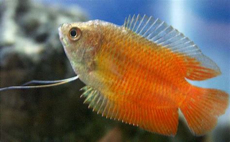 Honey Gourami Care - Guide | Fry | Male Female | Egg | Health - SeaFish