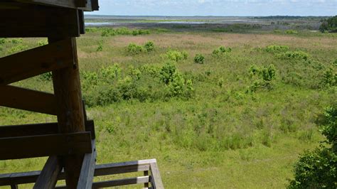 Wacahoota Trail, Paynes Prairie Preserve – Florida Hikes