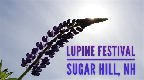 Lupine Festival in Sugar Hill, NH - YouTube