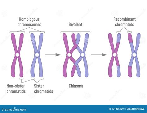 Paia E Attraversare Omologhi Duplicati Dei Cromosomi Illustrazione ...