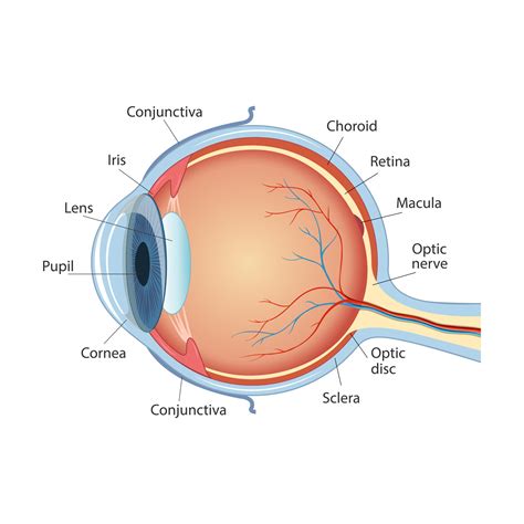 Anatomical diagram of the human eye. Cross section of a sense organ ...