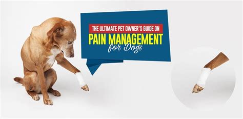 Pain Management for Dogs: The Ultimate Guide