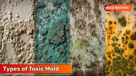 Types of Toxic Mold - Mold Busters - YouTube