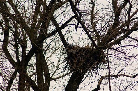 Eagle Sitting On Her Nest Photograph by Wade Buzanko - Fine Art America