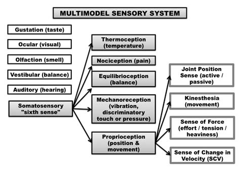 Somatosensation - Physiopedia