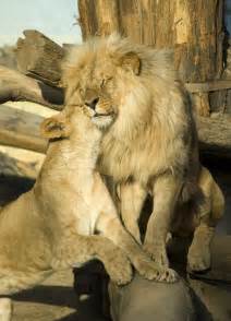 Lion couple 1 | Lions, Big cats, Lion couple