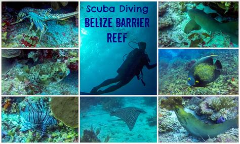 Scuba Diving the Belize Barrier Reef