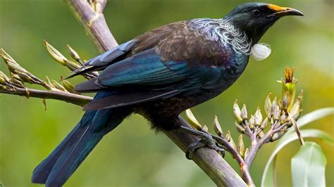 Native New Zealand Birds | Kayak New Zealand