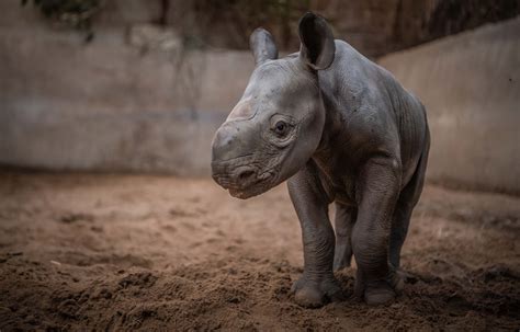 Birth of rare baby female rhino celebrated at Chester Zoo | Glasgow Times