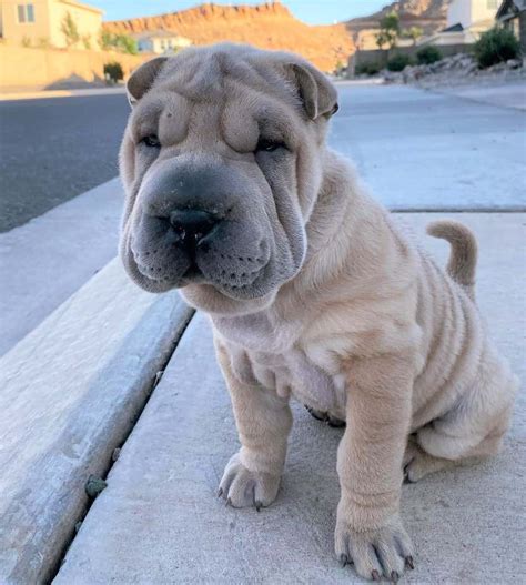 Shar-Pei Colors: All 21 Coat Colors Explained With Pictures