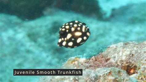 Juvenile Smooth Trunkfish (very young) - YouTube