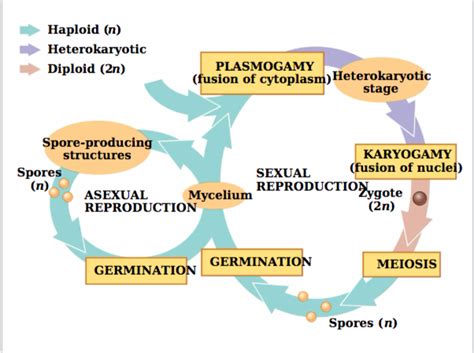 Fungi Reproduction Diagram