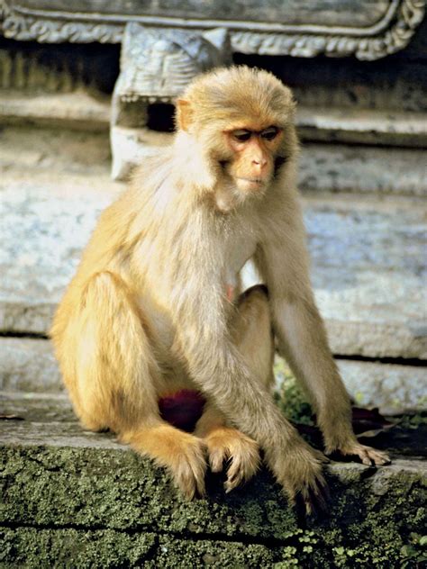 Rhesus monkey | Behavior, Social Structure, Diet | Britannica