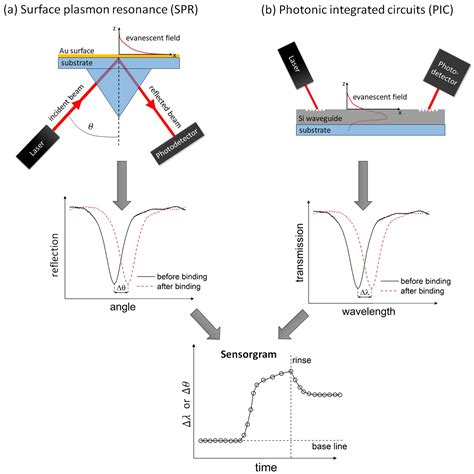 Sensors | Free Full-Text | Surface Plasmon Resonance (SPR) Spectroscopy ...