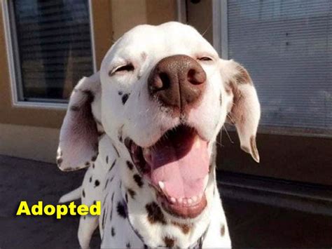 Dalmatian Rescue of North Texas