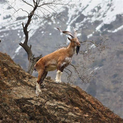 Do you know why the Markhor is Pakistan’s national animal?