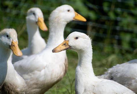 10 Facts About Ducks - FOUR PAWS in US - Global Animal Protection ...