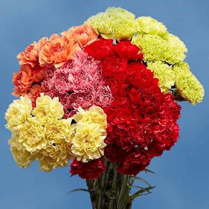 Amazon.com : GlobalRose 100 Claveles Colores Surtidos - Envio de Flores ...