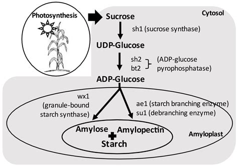 Diagram of starch biosynthesis pathway. | Download Scientific Diagram