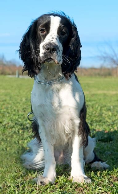 Premium Photo | Black and white cocker spaniel