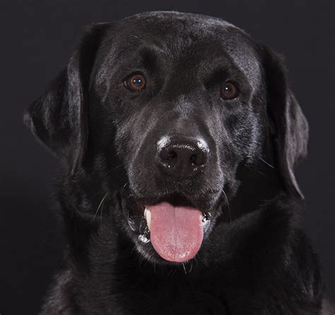 3840x2160 resolution | black Labrador Retriever closeup photograpy HD ...