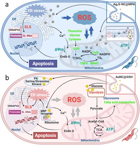 Schematic representation of the proposed cytotoxic mechanism induced by ...