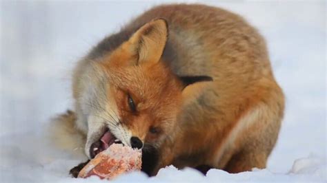 What Do Foxes Eat? Wild & Urban Fox Diet Info & Habits