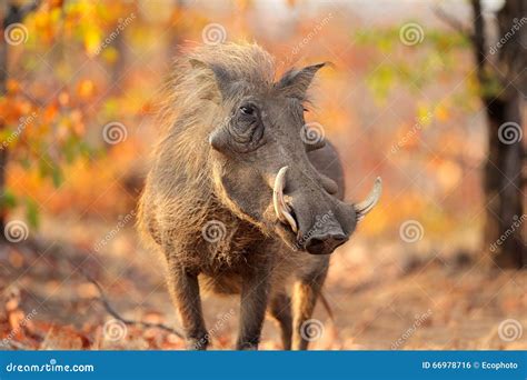 Warthog in natural habitat stock photo. Image of animal - 66978716