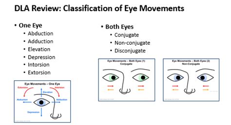 Conjugate Vertical Gaze