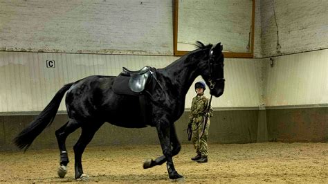 Eleven things to know about Household Cavalry horses on parade