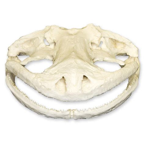 Replica Giant Salamander Skull For Sale – Skulls Unlimited ...