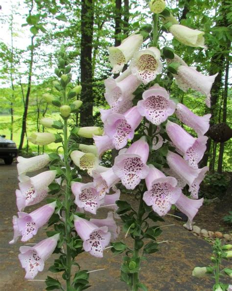 Foxgloves: Plant Care and Collection of Varieties - Garden.org Foxglove ...