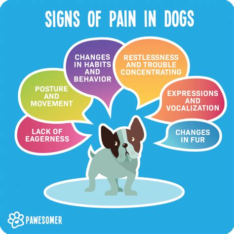 Pain in dogs and how to recognize it – the Helsinki pain index for dogs ...