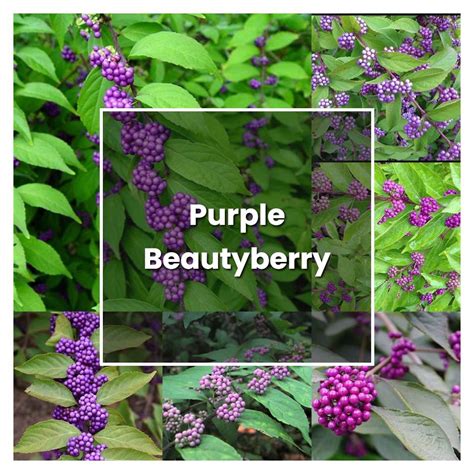 How to Grow Purple Beautyberry - Plant Care & Tips | NorwichGardener