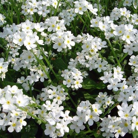 100 Pure White Forget Me Not Flower Seeds - Welldales