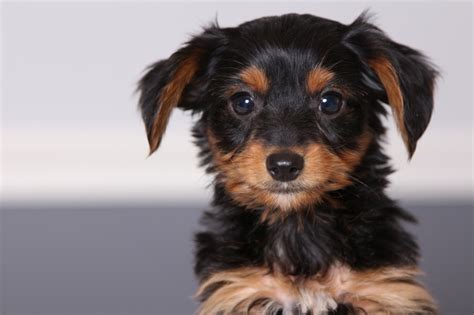 Dorkie (Dachshund Yorkie Mix) Dog Breed Information, Puppies, Pictures