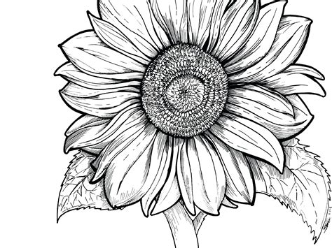 Sunflower Line Drawing | Free download on ClipArtMag