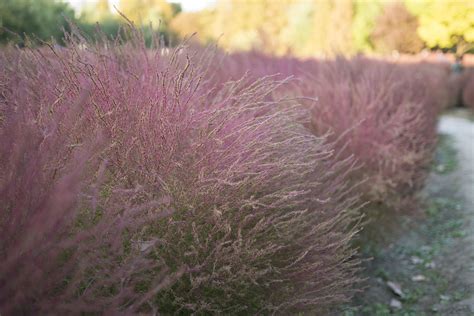 How to Grow & Care for Pink Muhly Grass