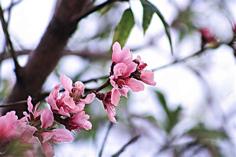 Close Up Of Peach Blossom In Plant Photography Background, Plant, Peach ...