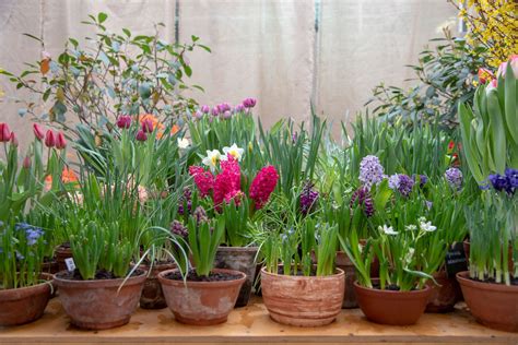 What To Know About Planting Bulbs in Pots | The Family Handyman