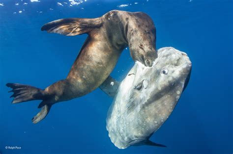 Sea Lion bites into the head of a Sunfish : natureismetal