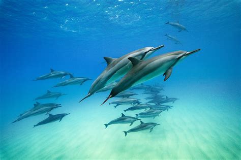 Ocean With Dolphins